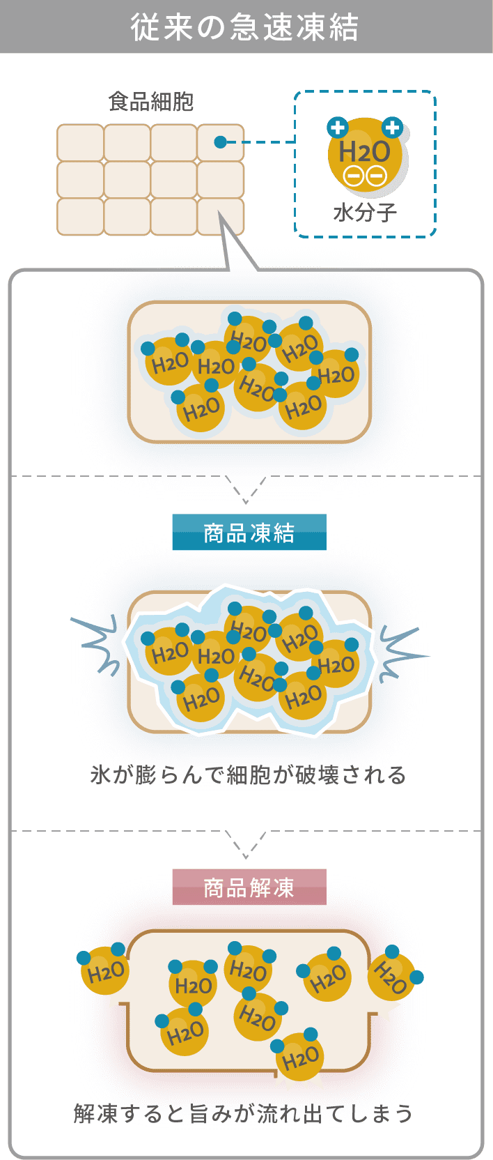 従来の急速凍結 解凍すると旨みが流れ出てしまう